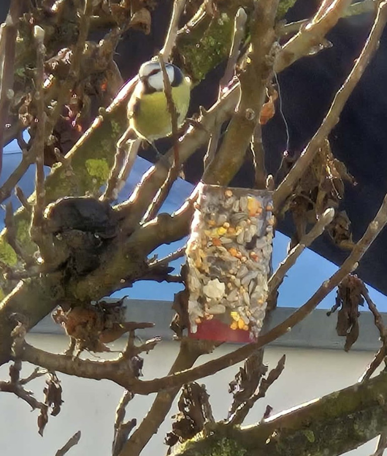 vogel klopapierrolle